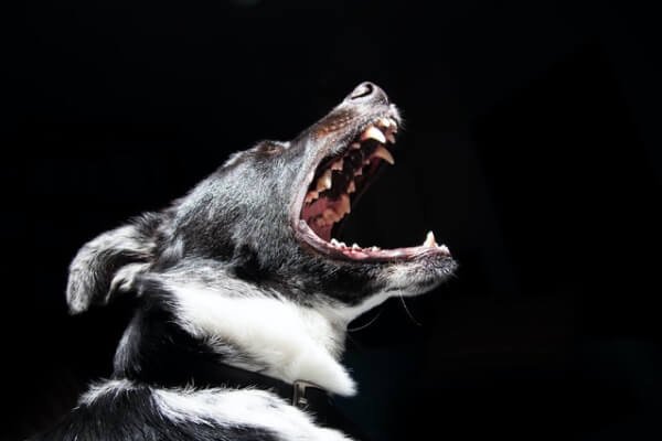 Practice Areas personal injury template dog bite img